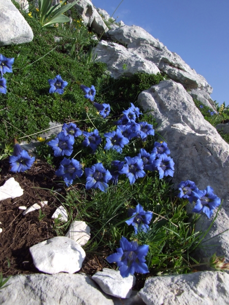 Fioriture in quota